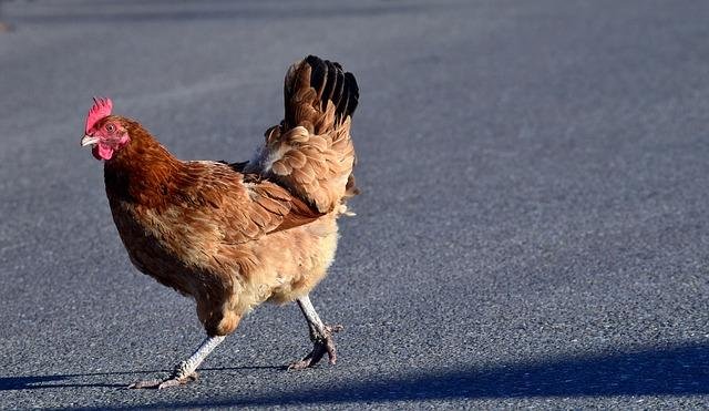 ¿Esperas a un golpe de suerte en el Camino de la Gallina en España? in Spain